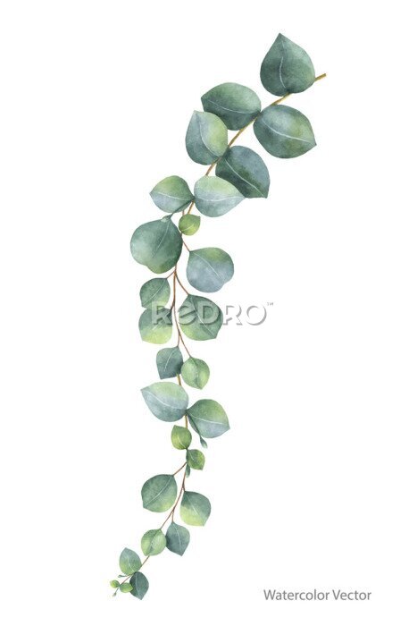 Papier peint à motif  Aquarelle eucalyptus