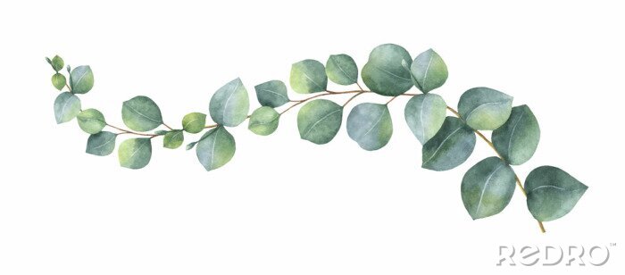 Papier peint à motif  Aquarelle eucalyptus
