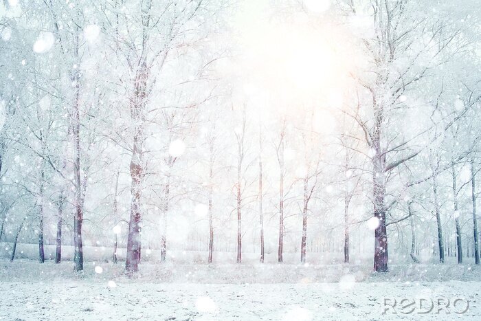 Papier peint à motif  Arbres blancs illuminés par une lueur lumineuse