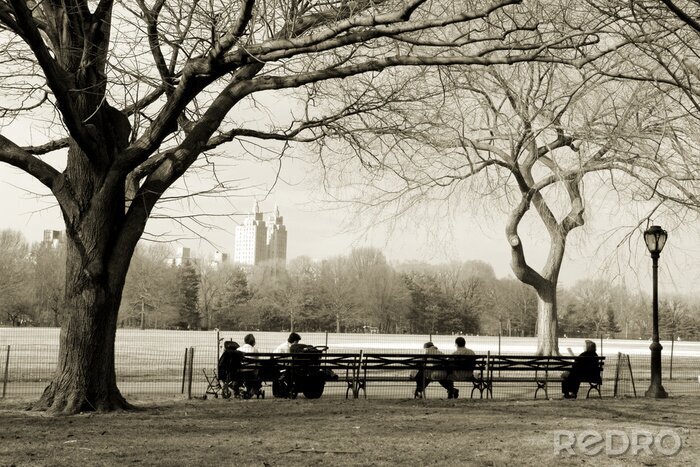 Papier peint à motif  Arbres dans Central Park