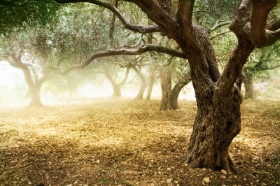 Arbres dans le brouillard dans la forêt