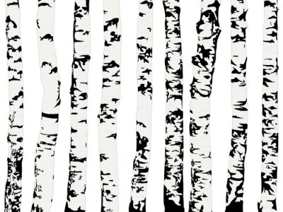 Papier peint à motif  Arbres monochromes - bouleau noir et blanc