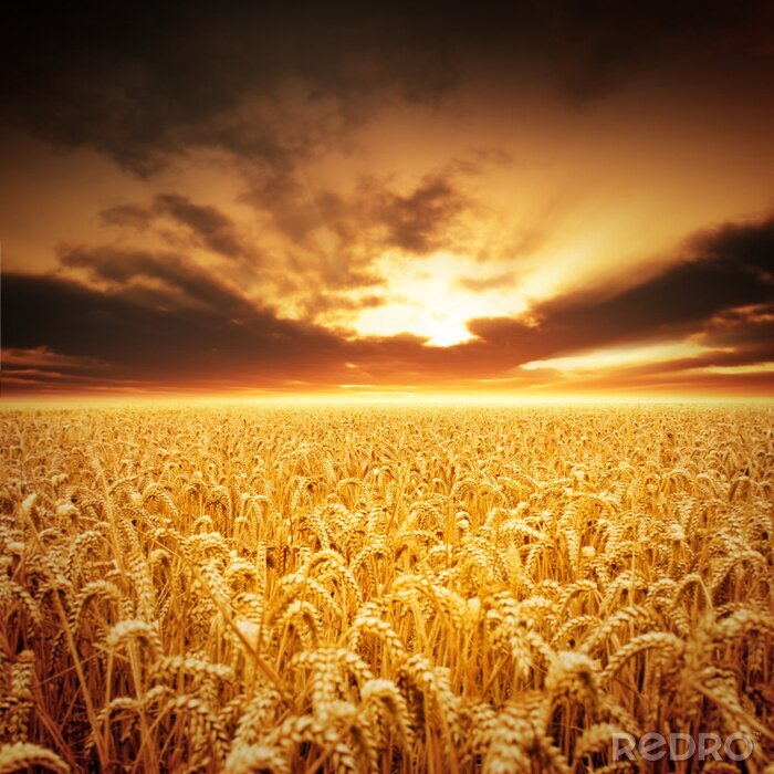 Papier peint à motif  Blé sur fond de nuages