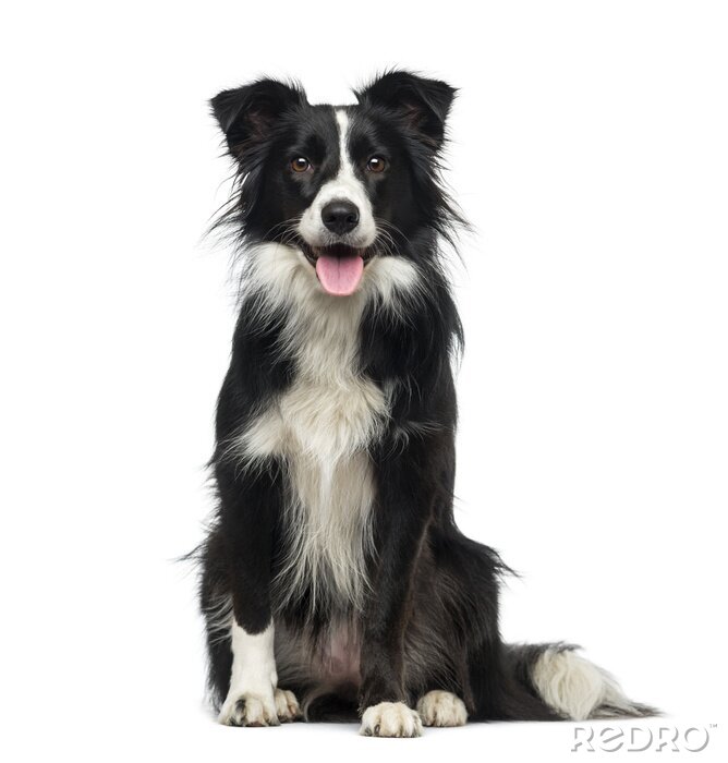 Papier peint à motif  Border Collie (2 ans)