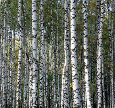 Bosquet avec bouleaux