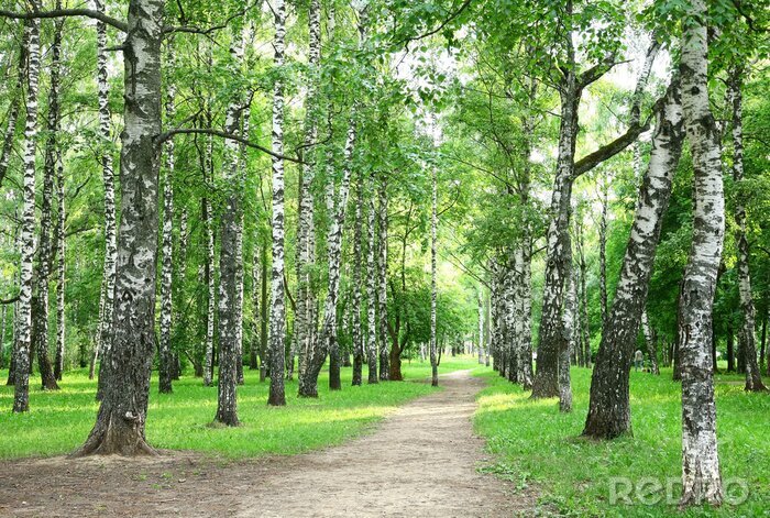 Papier peint à motif  Bouleau dans le parc