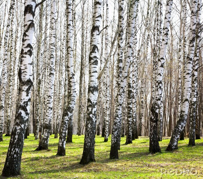 Papier peint à motif  Bouleaux d'avril