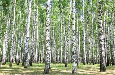 Bouleaux d'été dans la forêt
