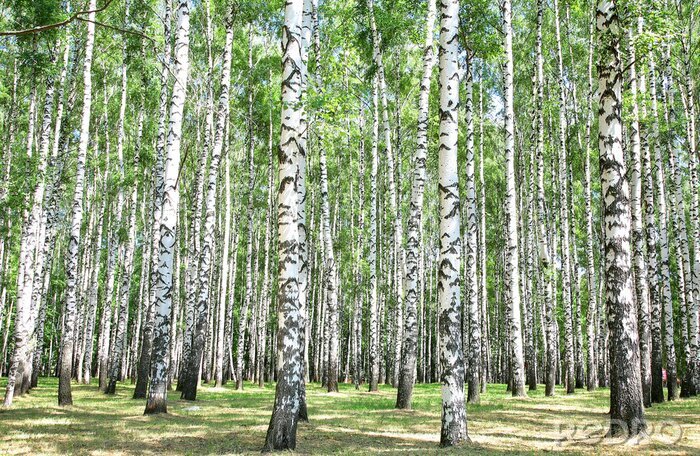 Papier peint à motif  Bouleaux d'été dans la forêt