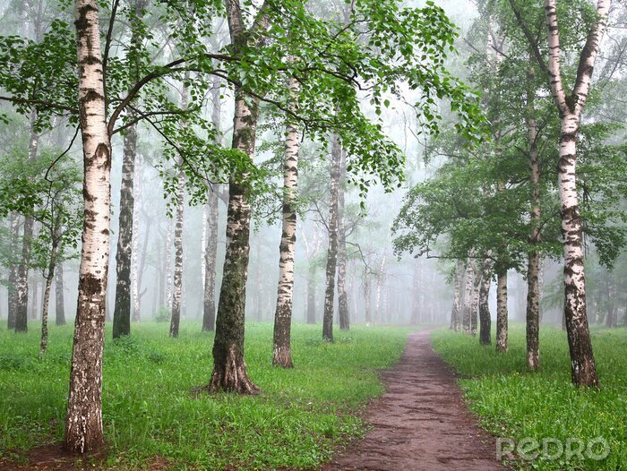 Papier peint à motif  Bouleaux dans la brume et un chemin