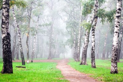 Bouleaux dans la forêt