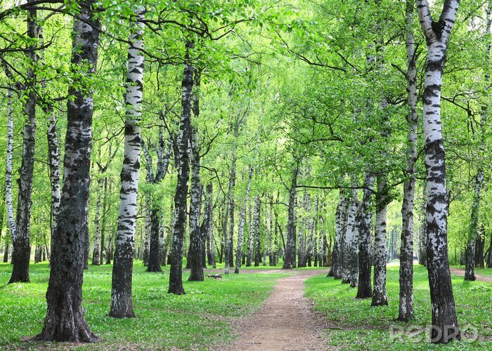Papier peint à motif  Bouleaux de printemps au bord du chemin