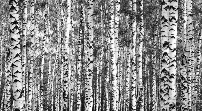 Papier peint à motif  Bouleaux denses noirs et blancs