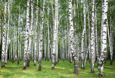 Bouleaux et herbe fraîche