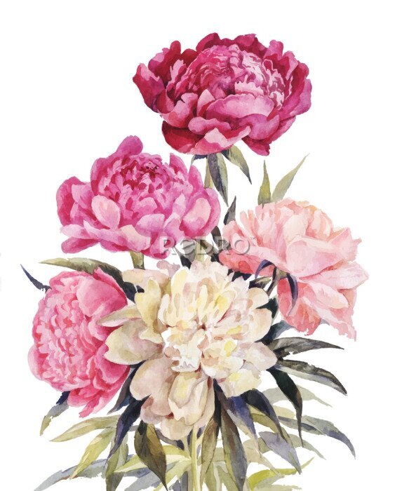 Papier peint à motif  Bouquet de pivoines aquarelle. Vecteur Iillustration pour salutation millésime
