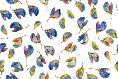 Papier peint à motif  Bourgeons de lupin séchés