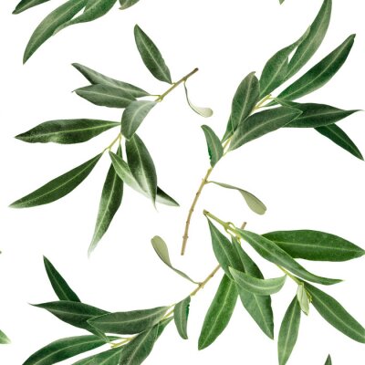 Papier peint à motif  Branche d'olivier sur fond blanc