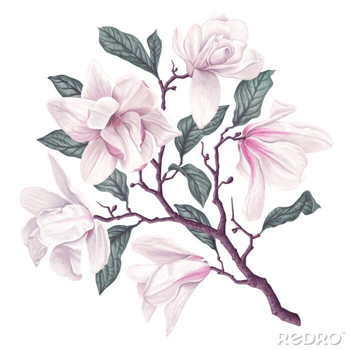Papier peint à motif  Branche de magnolia aux pétales roses