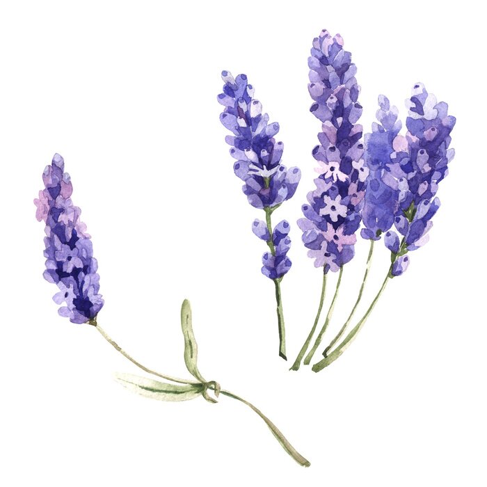 Papier peint à motif  Brindilles de lavande éparses