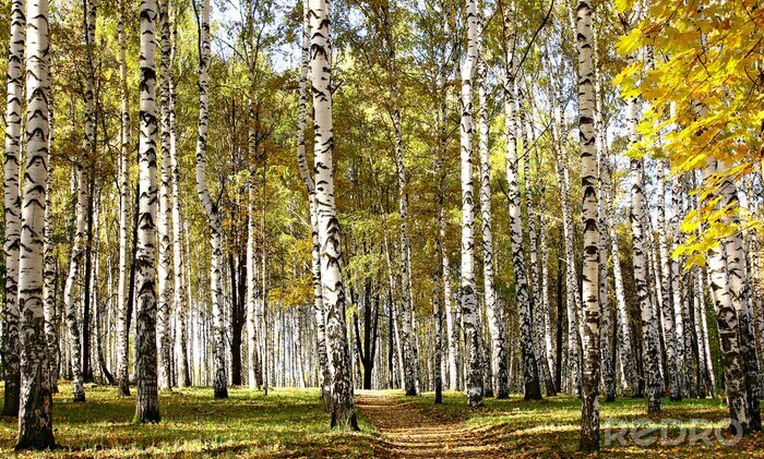 Papier peint à motif  Chemin à travers les bouleaux d'automne