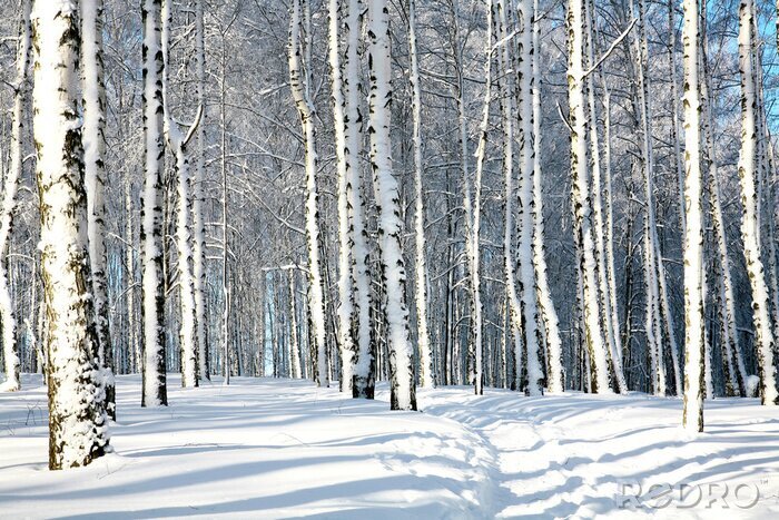 Papier peint à motif  Chemin à travers une forêt de bouleaux