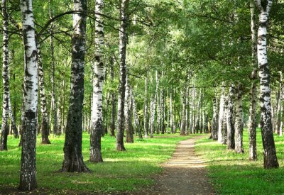 Chemin du matin et bouleaux