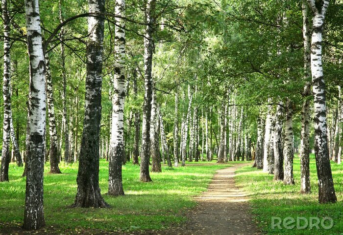 Papier peint à motif  Chemin du matin et bouleaux