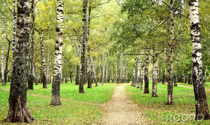 Papier peint à motif  Chemins dans le bosquet de bouleaux