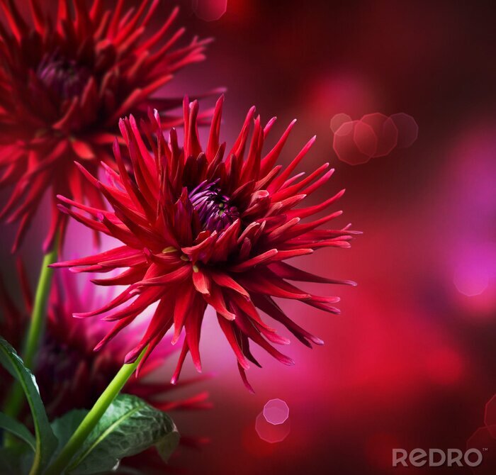 Papier peint à motif  Conception de fleur de dahlia de l'automne