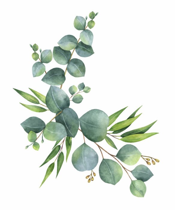 Papier peint à motif  Couronne de vecteur aquarelle avec des feuilles et des branches d'eucalyptus vert.