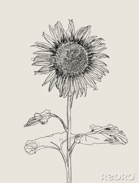 Papier peint à motif  Croquis au crayon de tournesol