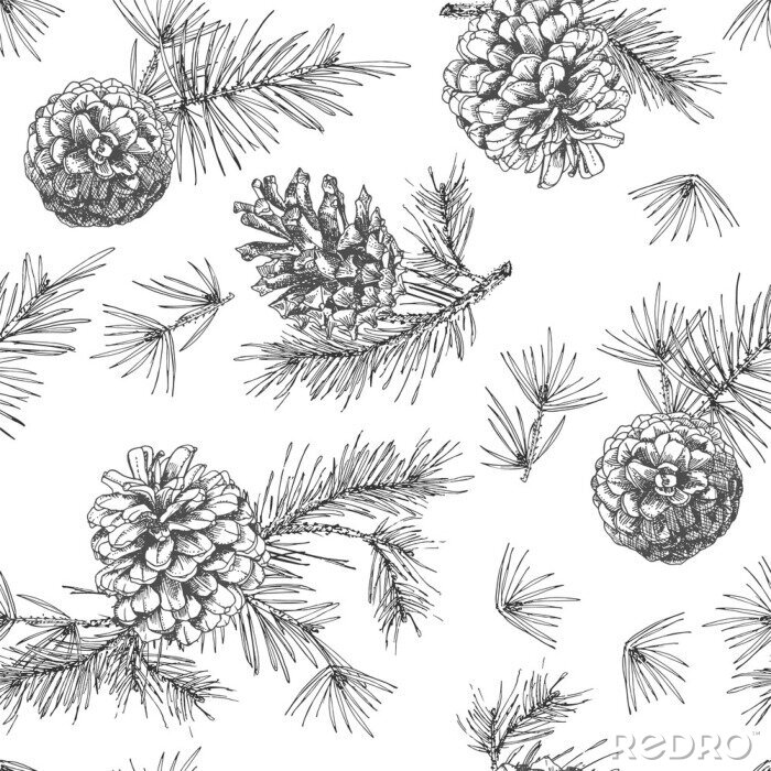 Papier peint à motif  Croquis d'encre botanique réaliste de branches de sapin avec pomme de pin sur fond blanc. Illustrations vectorielles
