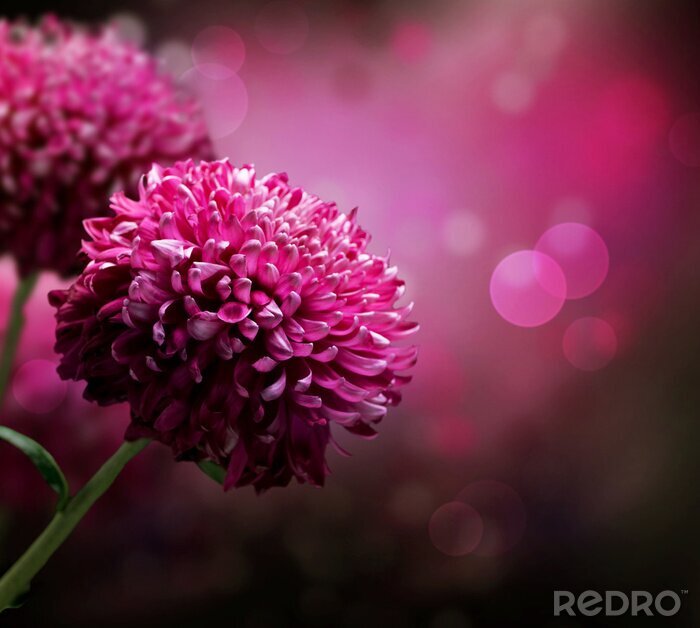Papier peint à motif  Dahlias à l'échelle macro