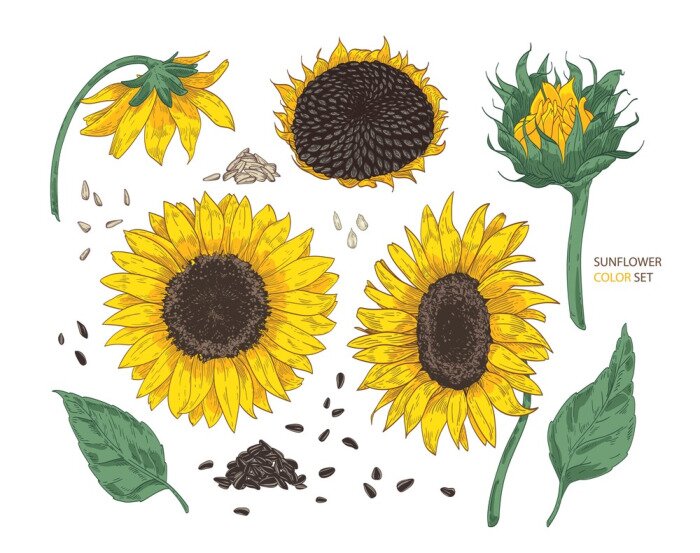 Papier peint à motif  Dessin de tournesols mûrs avec des graines