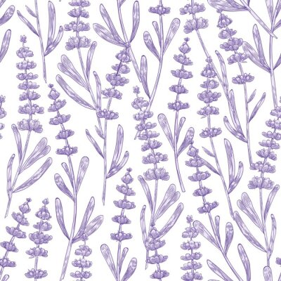 Papier peint à motif  Elegant seamless pattern with lavender flowers hand drawn on white background. Backdrop with meadow flowering plant, blooming wildflower used in aromatherapy. Monochrome botanical vector illustration.