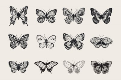 Ensemble de papillons. Vector illustration vintage classique. Noir et blanc