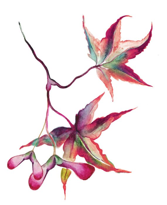 Papier peint à motif  Feuilles d'érable japonais avec des graines