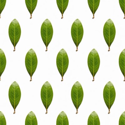 Papier peint à motif  Feuilles d'un vert immaculé