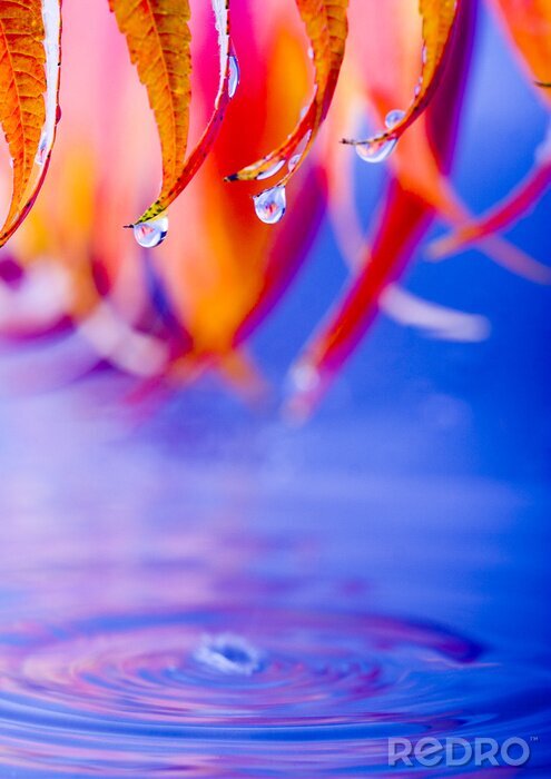 Papier peint à motif  Feuilles humides