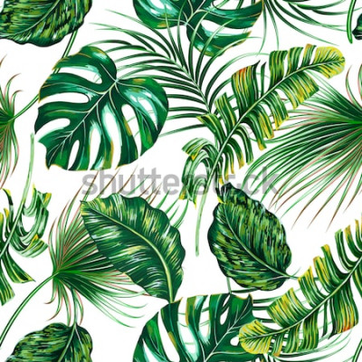 Papier peint à motif  Feuilles - monstera sur fond blanc