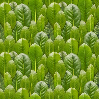 Papier peint à motif  Feuilles vertes convexes