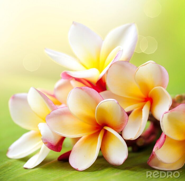 Papier peint à motif  Fleur tropicale blanche et jaune