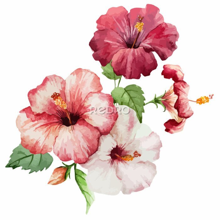 Papier peint à motif  Fleurs d'hibiscus