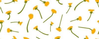 Papier peint à motif  Fleurs de pissenlit sur fond blanc