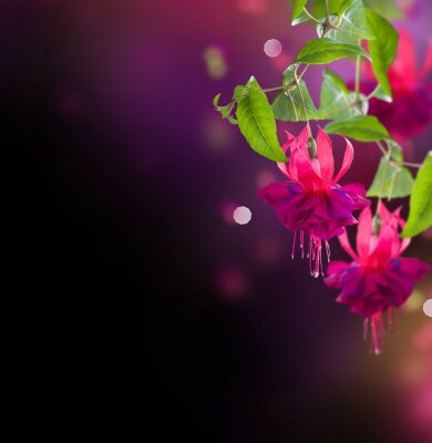 Fleurs fuchsia sur un fond noir