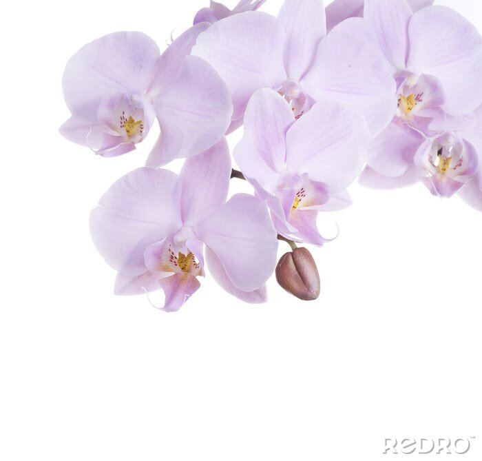 Papier peint à motif  Fleurs lilas avec un bourgeon