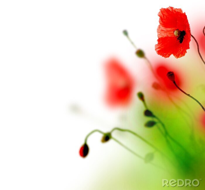 Papier peint à motif  Fleurs peintes