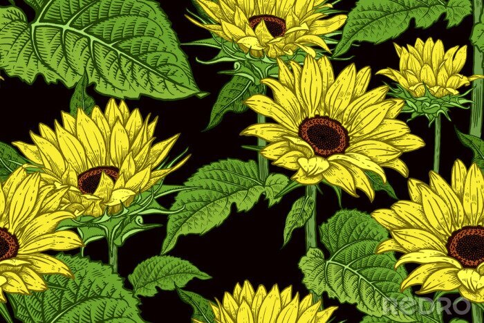 Papier peint à motif  Floral seamless pattern with blooming Sunflowers.