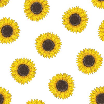 Papier peint à motif  Floral seamless pattern with sunflower heads. Botanical backdrop with blooming flower or cultivated crop hand drawn on white background. Natural vector illustration in vintage style for fabric print.
