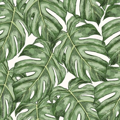 Papier peint à motif  Fond de feuilles de monstera denses
